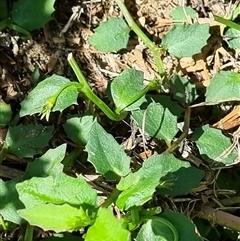 Lobelia purpurascens at Copmanhurst, NSW - suppressed