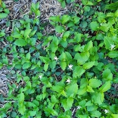 Lobelia purpurascens at Copmanhurst, NSW - suppressed