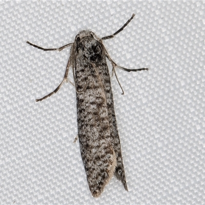 Lepidoscia adelopis, annosella and similar species (A Case moth) at Melba, ACT - 23 Mar 2025 by kasiaaus