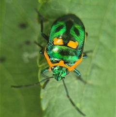 Scutiphora pedicellata (Metallic Jewel Bug) at Crookwell, NSW - Yesterday by clarehoneydove