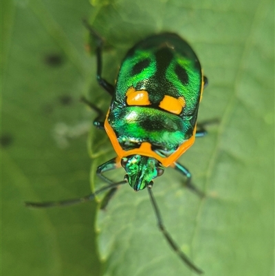 Scutiphora pedicellata (Metallic Jewel Bug) at Crookwell, NSW - Yesterday by clarehoneydove