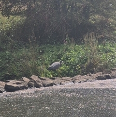 Egretta novaehollandiae at Crookwell, NSW - Yesterday by clarehoneydove