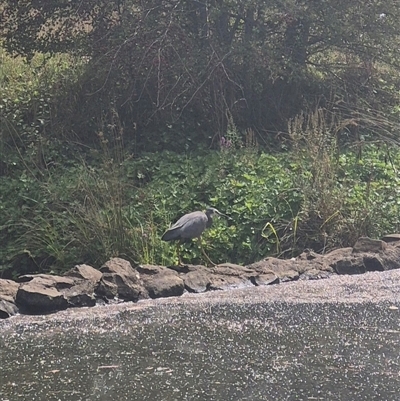 Egretta novaehollandiae at Crookwell, NSW - Yesterday by clarehoneydove