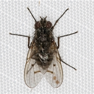 Helina sp. (genus) at Melba, ACT - 24 Mar 2025 10:21 PM