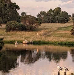 Pelecanus conspicillatus at Dunlop, ACT - 26 Feb 2025 by jimbotech