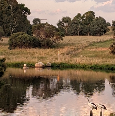 Pelecanus conspicillatus at Dunlop, ACT - 26 Feb 2025 by jimbotech