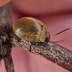 Paropsisterna nucea at Gunning, NSW - Yesterday by clarehoneydove