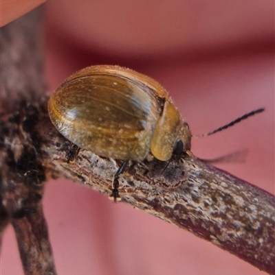 Paropsisterna nucea at Gunning, NSW - Yesterday by clarehoneydove