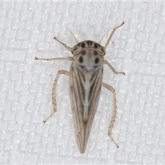 Unidentified Leafhopper or planthopper (Hemiptera, several families) at Melba, ACT - 24 Mar 2025 by kasiaaus