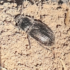 Unidentified Beetle (Coleoptera) at Latham, ACT - Yesterday by Caric