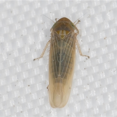 Unidentified Leafhopper or planthopper (Hemiptera, several families) at Melba, ACT - 24 Mar 2025 by kasiaaus