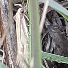 Eutorna (genus) (A Gelechioid moth (Depressidae)) at Latham, ACT - Yesterday by Caric