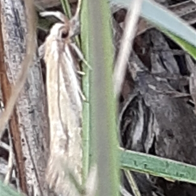 Eutorna (genus) (A Gelechioid moth (Depressidae)) at Latham, ACT - Yesterday by Caric