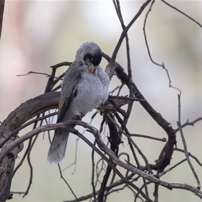 Manorina melanocephala at Belconnen, ACT - Yesterday by AlisonMilton