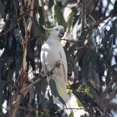 Cacatua galerita at Belconnen, ACT - Yesterday by AlisonMilton