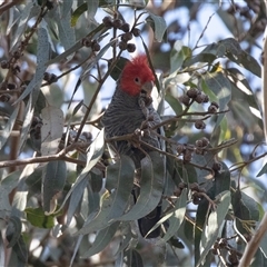 Callocephalon fimbriatum (Gang-gang Cockatoo) at Belconnen, ACT - Yesterday by AlisonMilton