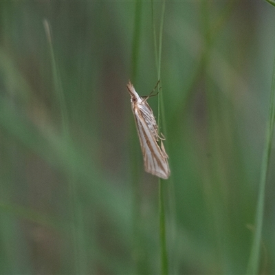 Hednota grammellus (Hednota grammellus) at Belconnen, ACT - Yesterday by AlisonMilton