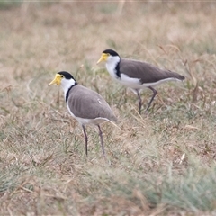 Vanellus miles at Belconnen, ACT - Yesterday by AlisonMilton