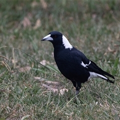 Gymnorhina tibicen at Belconnen, ACT - Yesterday by AlisonMilton