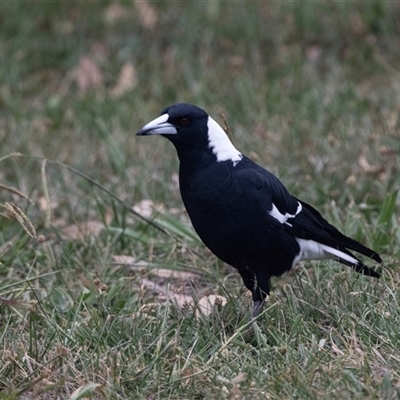 Gymnorhina tibicen at Belconnen, ACT - Yesterday by AlisonMilton