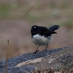 Rhipidura leucophrys at Belconnen, ACT - Yesterday by AlisonMilton