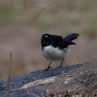 Rhipidura leucophrys at Belconnen, ACT - Yesterday by AlisonMilton