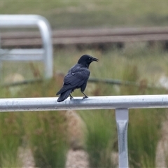 Corvus coronoides at Belconnen, ACT - Yesterday by AlisonMilton