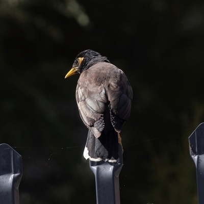 Acridotheres tristis at Belconnen, ACT - Yesterday by AlisonMilton