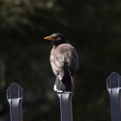Acridotheres tristis at Belconnen, ACT - 25 Mar 2025 01:00 PM