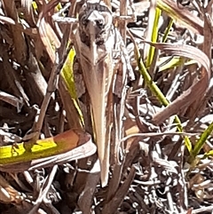 Unidentified Grasshopper, Cricket or Katydid (Orthoptera) at Latham, ACT - Yesterday by Caric