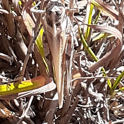 Unidentified Grasshopper, Cricket or Katydid (Orthoptera) at Latham, ACT - Yesterday by Caric