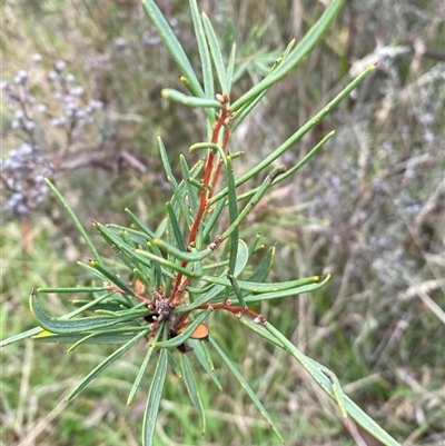 Hakea sp. at Rendezvous Creek, ACT - Yesterday by AdamHenderson