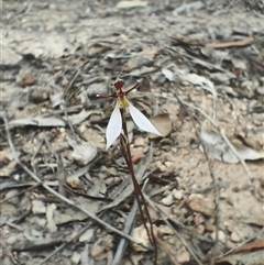 Eriochilus cucullatus at O'Connor, ACT - Yesterday by Rebeccajgee