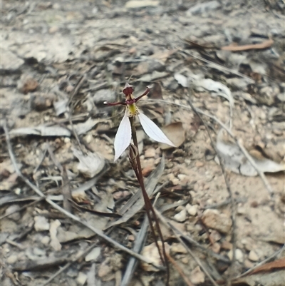 Eriochilus cucullatus at O'Connor, ACT - Yesterday by Rebeccajgee