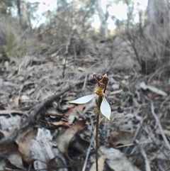 Eriochilus cucullatus at O'Connor, ACT - Yesterday by Rebeccajgee