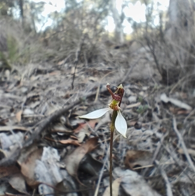 Eriochilus cucullatus at O'Connor, ACT - Yesterday by Rebeccajgee