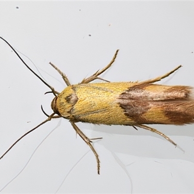 Stathmopoda crocophanes (Yellow Stathmopoda Moth) at Ainslie, ACT - 15 Mar 2025 by jb2602