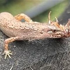 Saproscincus mustelinus (Weasel Skink) by Caric