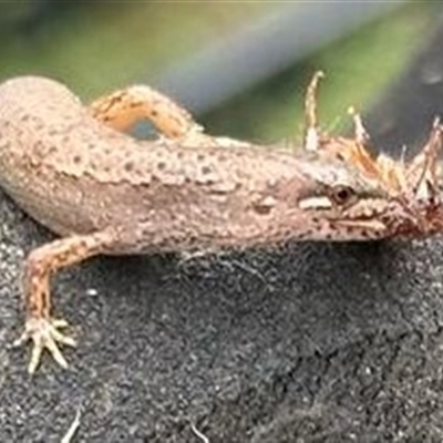 Saproscincus mustelinus (Weasel Skink) by Caric