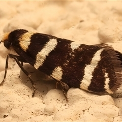 Lepidoscia confluens (A Case moth) at Ainslie, ACT - 14 Mar 2025 by jb2602