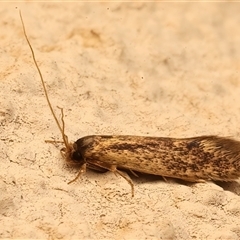 Opogona omoscopa (Detritus Moth) at Ainslie, ACT - 18 Mar 2025 by jb2602