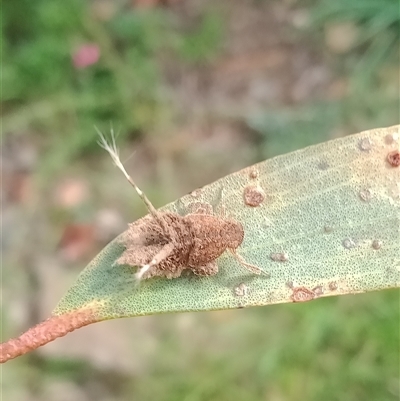 Platybrachys sp. (genus) (A gum hopper) at Curtin, ACT - Yesterday by JohnDM