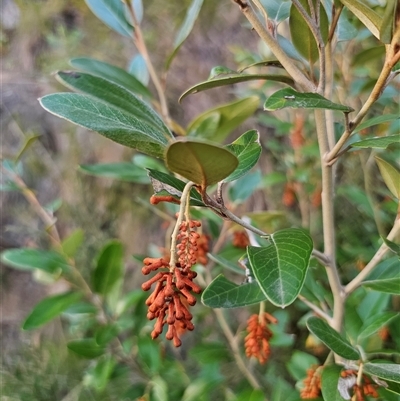 Grevillea victoriae subsp. nivalis (Kosciuszko Grevillea) at Cabramurra, NSW - Yesterday by Csteele4