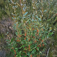 Grevillea victoriae subsp. nivalis at Cabramurra, NSW - 25 Mar 2025 04:25 PM