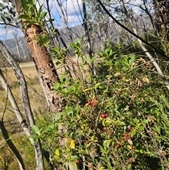 Coprosma hirtella at Cabramurra, NSW - Yesterday by Csteele4