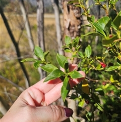 Coprosma hirtella at Cabramurra, NSW - 25 Mar 2025 02:48 PM
