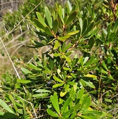 Tasmannia xerophila subsp. xerophila at Kiandra, NSW - Yesterday by Csteele4