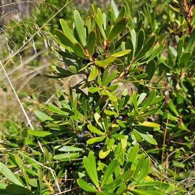 Tasmannia xerophila subsp. xerophila at Kiandra, NSW - Yesterday by Csteele4