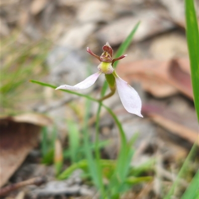 Eriochilus cucullatus by Csteele4