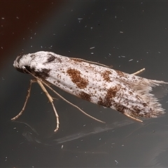 Oxythecta hieroglyphica at Ainslie, ACT - 18 Mar 2025 10:36 PM